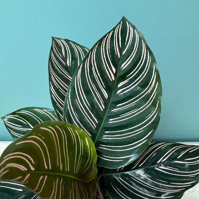 Calathea 'Sanderiana' (Pot Size 14cm) - image 1