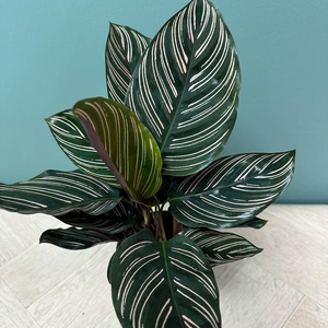 Calathea 'Sanderiana' (Pot Size 14cm) - image 2