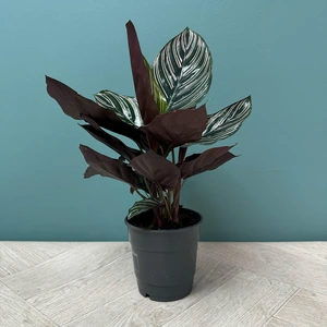 Calathea 'Sanderiana' (Pot Size 14cm) - image 3