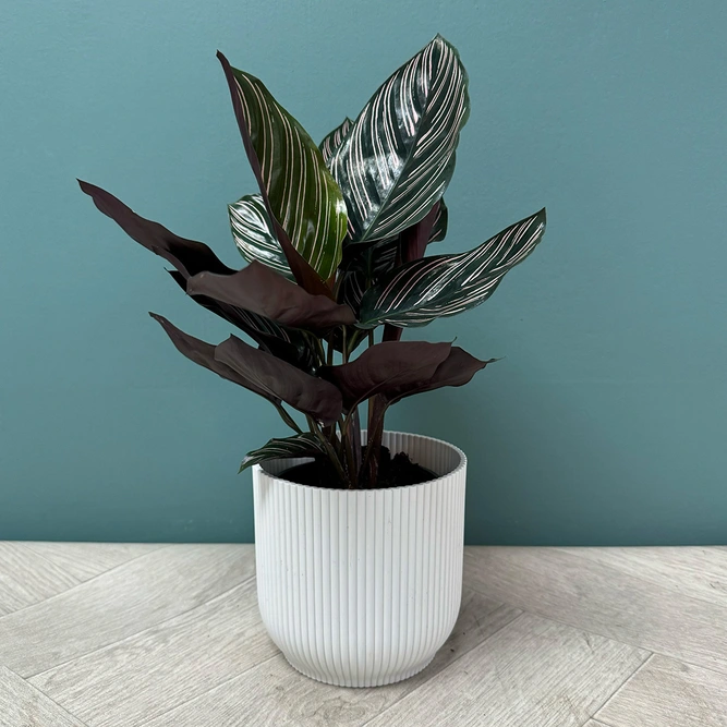 Calathea 'Sanderiana' (Pot Size 14cm) - image 4
