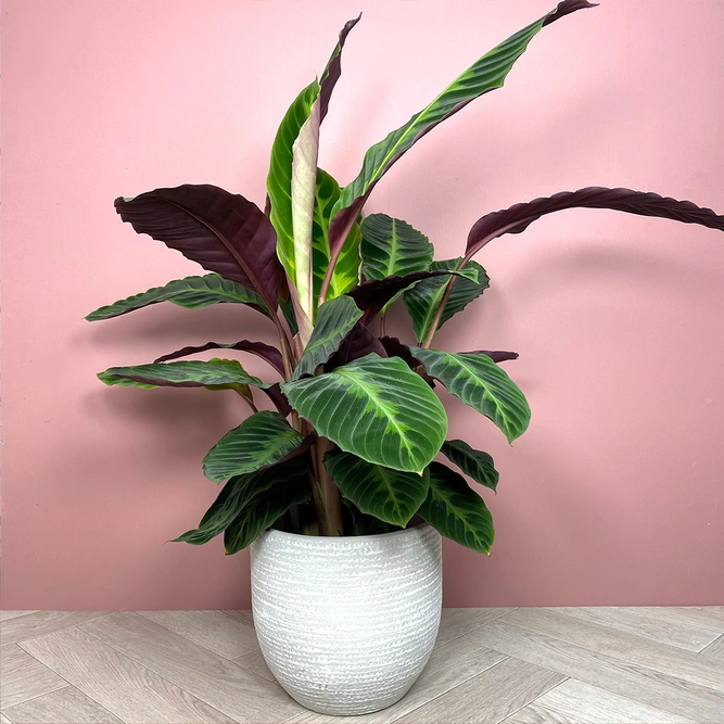 Calathea warscewiczii (Pot Size 19cm) Jungle velvet