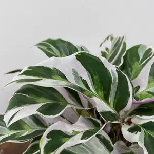 Calathea 'White Fusion' (Pot Size 10.5cm) - image 3