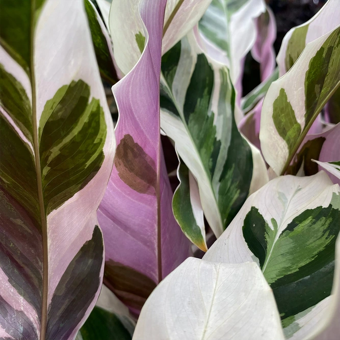 Calathea 'White Fusion' (Pot Size 14cm)