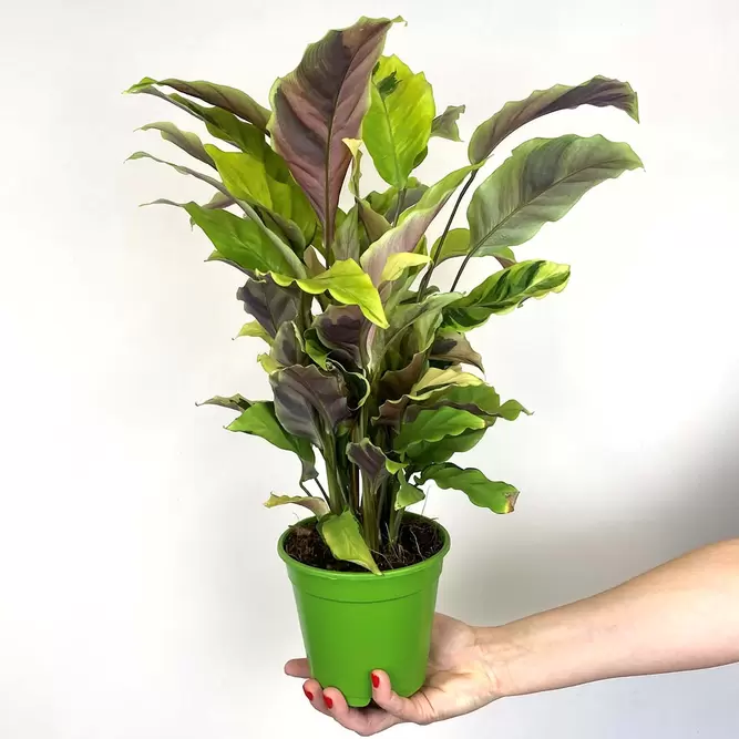 Calathea 'Yellow Fusion' (Pot Size 14cm) - image 1