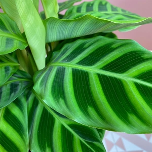 Calathea Zebrina (Pot Size 19cm) - image 2