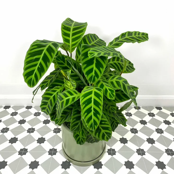 Calathea Zebrina (Pot Size 19cm) - image 1