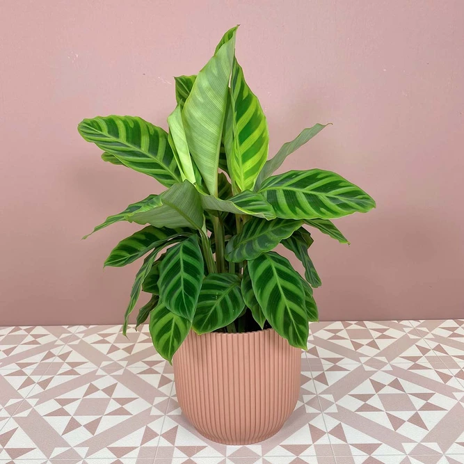 Calathea Zebrina (Pot Size 12cm) Zebra plant - image 1