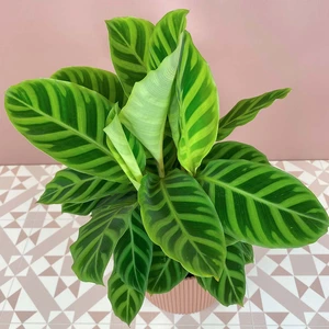 Calathea Zebrina (Pot Size 12cm) Zebra plant - image 2