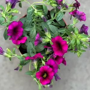 Calibrachoa 'Dark Pink' (Pot Siz 10.5cm) Million Bells