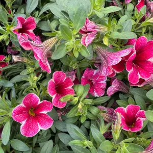 Calibrachoa 'Pink Stripe' (Pot Siz 10.5cm) Million Bells - image 1