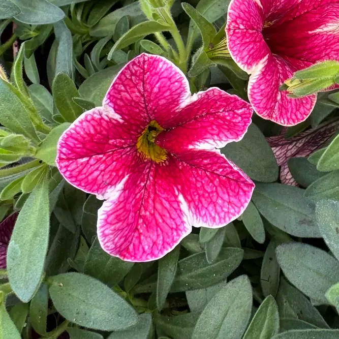 Calibrachoa 'Pink Stripe' (Pot Siz 10.5cm) Million Bells - image 2