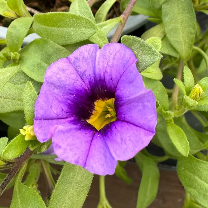 Calibrachoa 'Purple' (Pot Siz 10.5cm) Million Bells - image 1