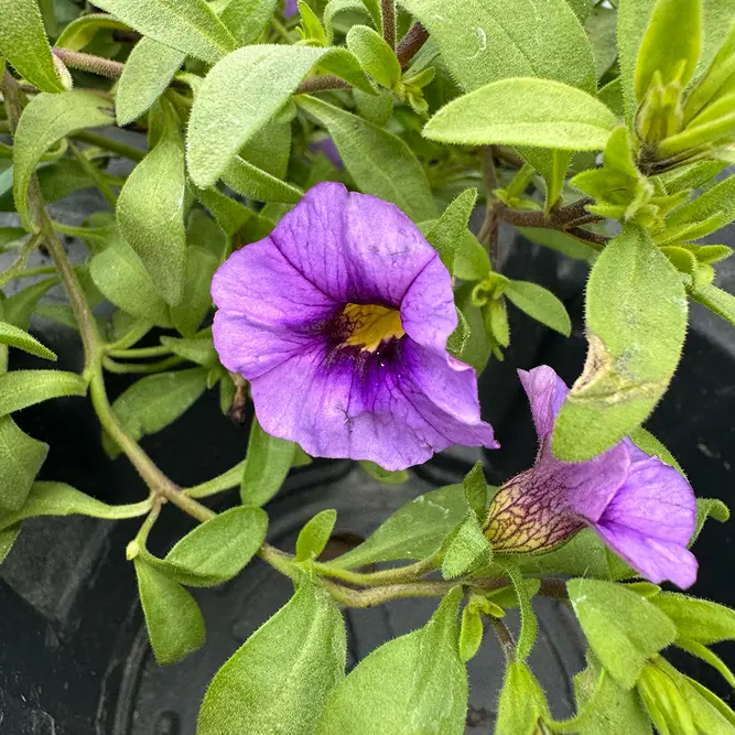 Calibrachoa 'Purple' (Pot Siz 10.5cm) Million Bells - image 2