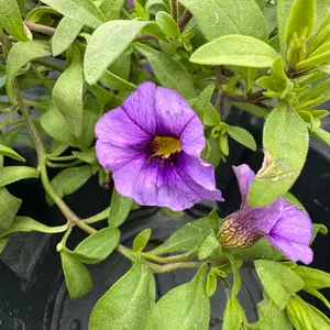 Calibrachoa 'Purple' (Pot Siz 10.5cm) Million Bells - image 2