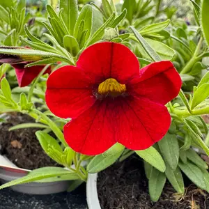 Calibrachoa 'Red' (Pot Siz 10.5cm) Million Bells - image 2
