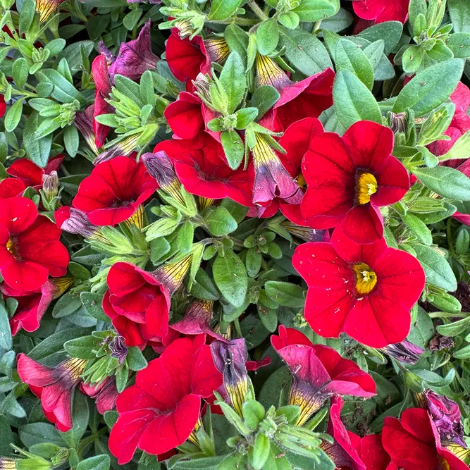 Calibrachoa 'Red' (Pot Siz 10.5cm) Million Bells - image 1