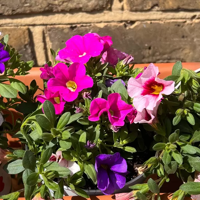 Calibrachoa 'Trixi Flamingo' (Pot Siz 12cm) Million Bells - image 1