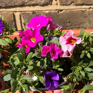 Calibrachoa 'Trixi Flamingo' (Pot Siz 12cm) Million Bells