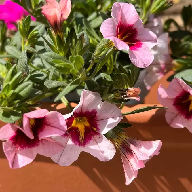 Calibrachoa 'Trixi Flamingo' (Pot Siz 12cm) Million Bells - image 2