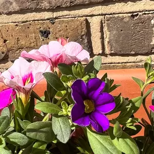 Calibrachoa 'Trixi Flamingo' (Pot Siz 12cm) Million Bells - image 3