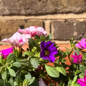 Calibrachoa 'Trixi Flamingo' (Pot Siz 12cm) Million Bells - image 4