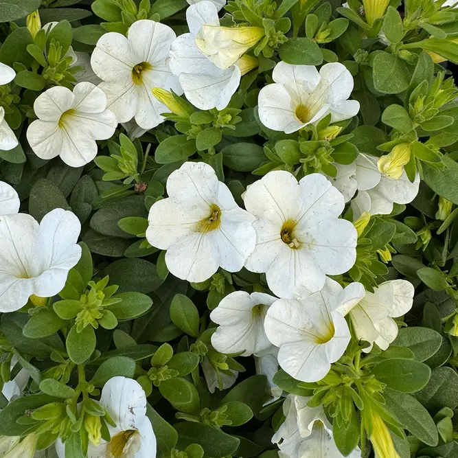 Calibrachoa 'White' (Pot Siz 10.5cm) Million Bells