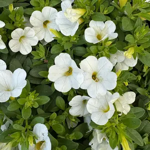 Calibrachoa 'White' (Pot Siz 10.5cm) Million Bells