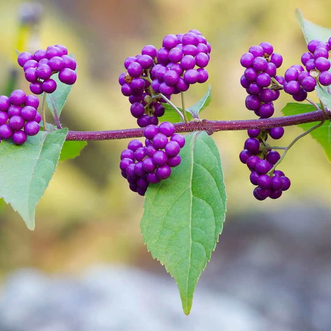 Callicarpa bodinieri var giraldi 'Profusion' (Pot Size 3Ltr) Beauty ...