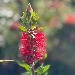 Callistemon Laevis (Pot Size 12L) Bottlebrush - image 1