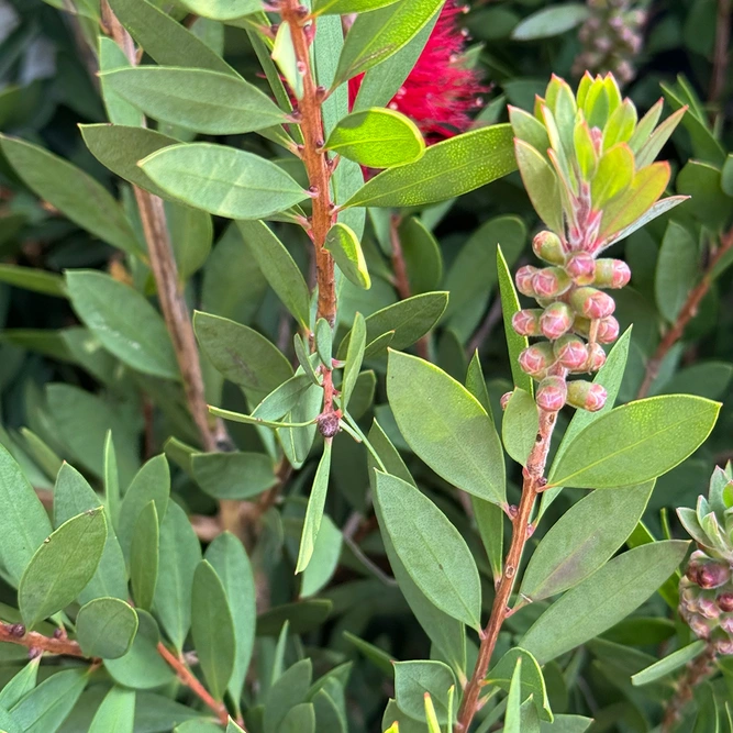 Callistemon Laevis (Pot Size 12L) Bottlebrush - image 2