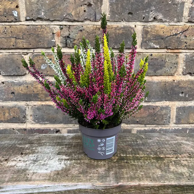 Calluna 'Beauty Ladies' (Pot Size 13cm) Vibrant Heather - image 1