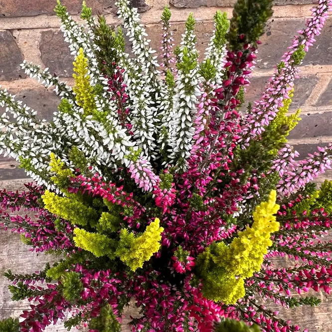 Calluna 'Beauty Ladies' (Pot Size 17cm) Vibrant Heather - image 2