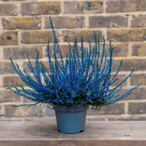Calluna 'Sprayed Blue' (Pot Size 10cm) Vibrant Heather - image 1