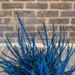 Calluna 'Sprayed Blue' (Pot Size 10cm) Vibrant Heather - image 2