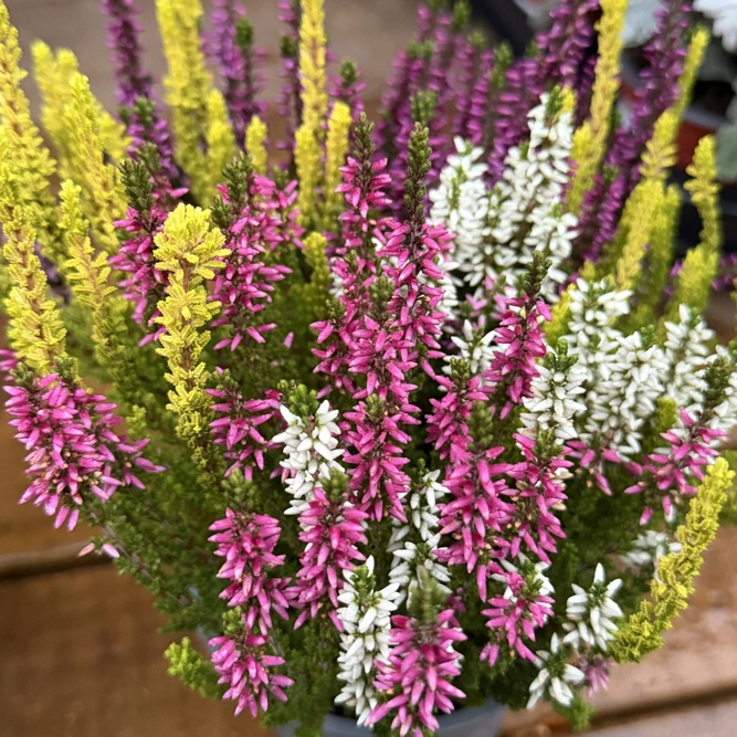 Calluna vulgaris 'Beauty High Five' (Pot Size 12cm) Vibrant Heather - image 1
