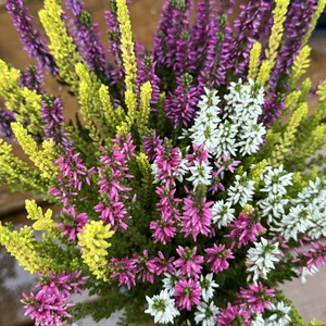 Calluna vulgaris 'Beauty High Five' (Pot Size 12cm) Vibrant Heather - image 2