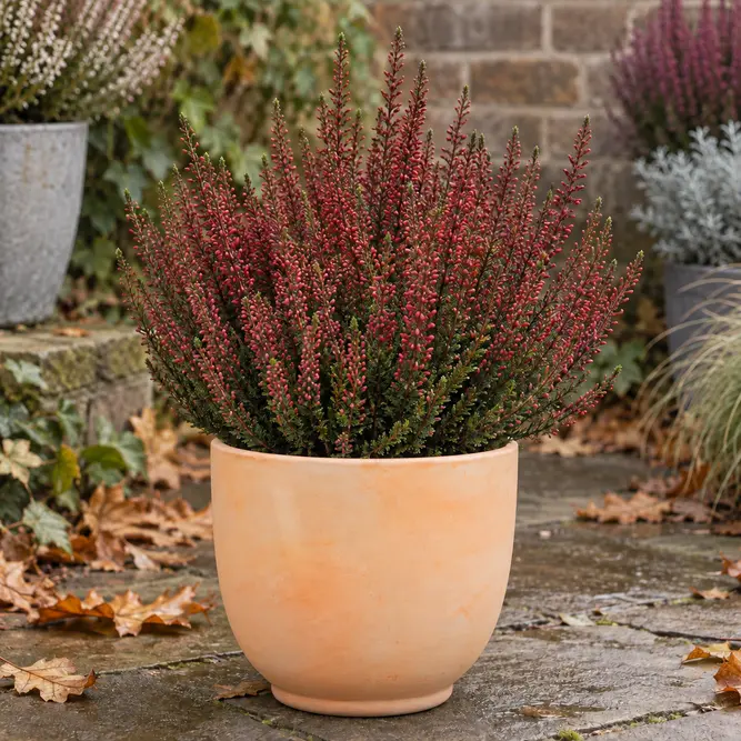 Calluna vulgaris 'Beauty Ladies Red' (Pot Size 17cm) Common Heather, Scotch Heather