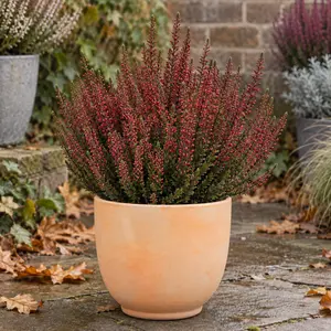 Calluna vulgaris 'Beauty Ladies Red'