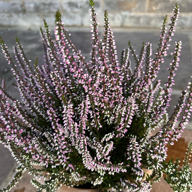 Calluna vulgaris 'Garden Girls' Series Pink (12cm) - image 1