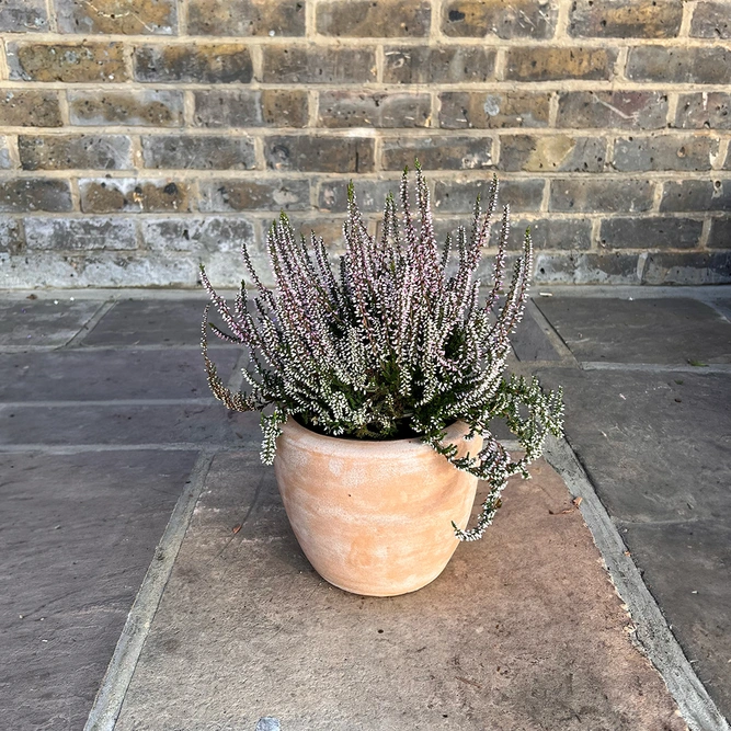 Calluna vulgaris 'Garden Girls' Series Pink (12cm) - image 2