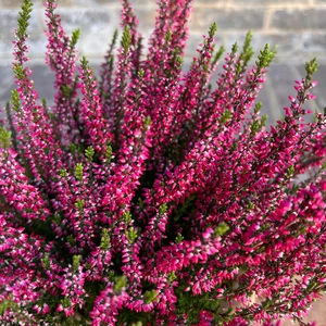 Calluna vulgaris 'Garden Girls' Series Red (12cm) - image 1