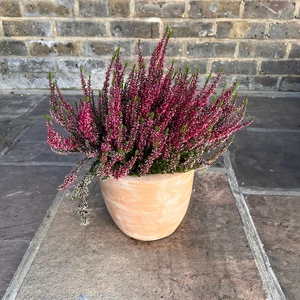 Calluna vulgaris 'Garden Girls' Series Red (12cm) - image 2