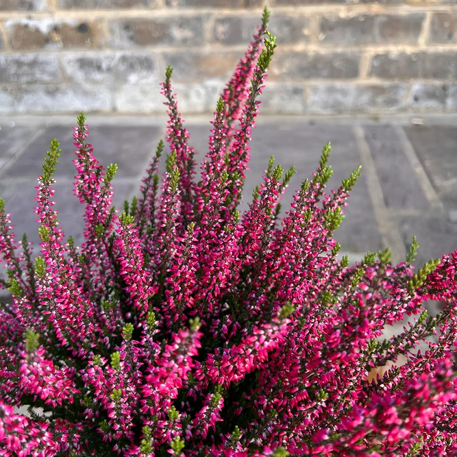 Calluna vulgaris 'Garden Girls' Series Red (12cm) - image 3