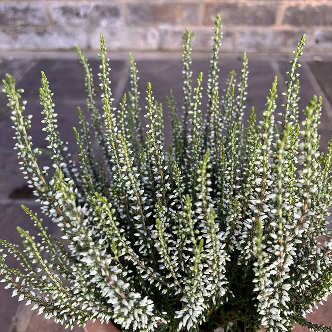 Calluna vulgaris 'Garden Girls' Series White (Pot Size 12cm) - image 1
