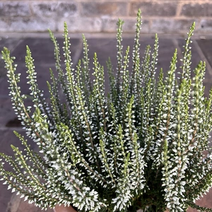 Calluna vulgaris 'Garden Girls' Series White (Pot Size 12cm) - image 1
