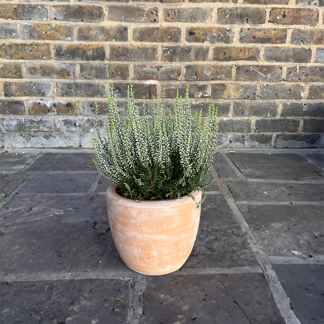 Calluna vulgaris 'Garden Girls' Series White (Pot Size 12cm) - image 2