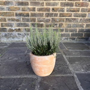 Calluna vulgaris 'Garden Girls' Series White (Pot Size 12cm) - image 2