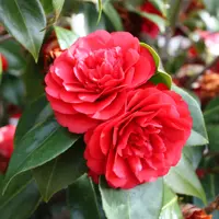 Camellia