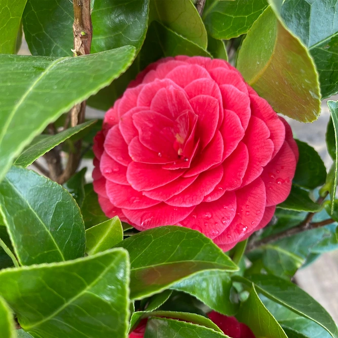 Camellia japonica 'Black Lace' (Pot Size 10L) - image 2