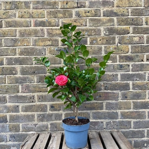 Camellia japonica 'Black Lace' (Pot Size 10L) - image 3
